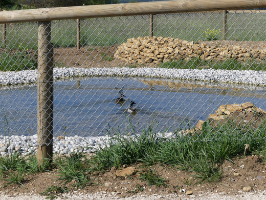 Etang 1
