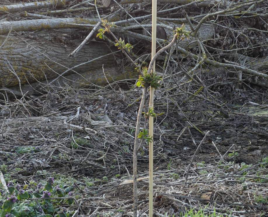 arbuste planté_rideau.jpg