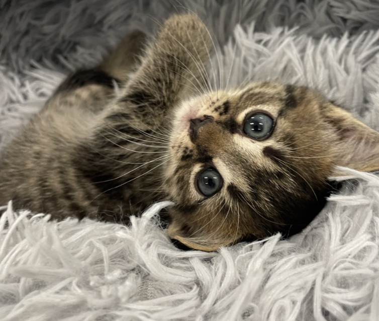 Rescued kitten receiving care through nonprofit donor support