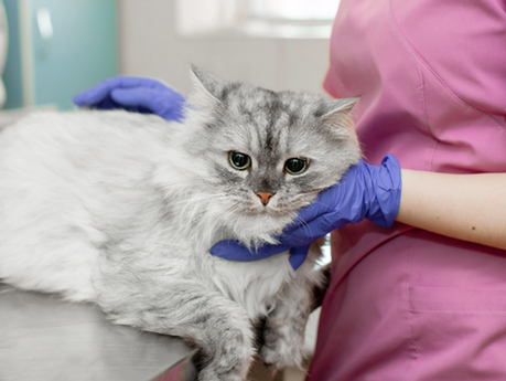 Cat receiving a routine veterinary checkup