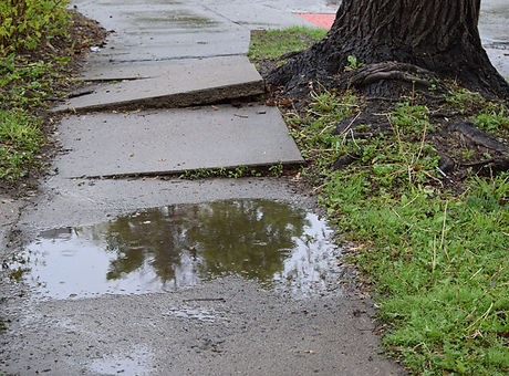 tree sidewalk.jpg