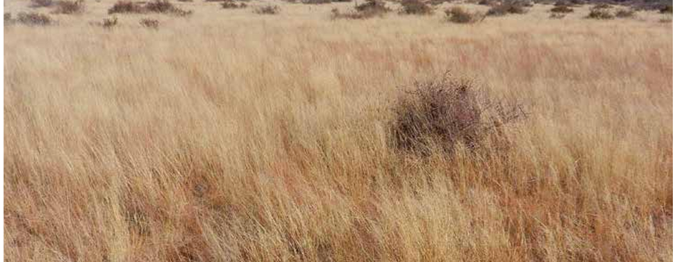 950kg dry matter picture