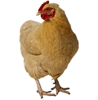 chicken-png-11552935219gkjwubqyof_edited.png