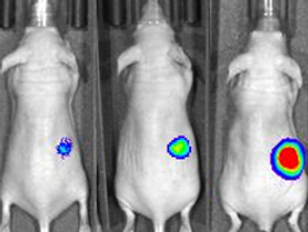 Luciferase Cell Lines