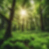 landscape image of lush tress in a forest with beautifullight.jpg