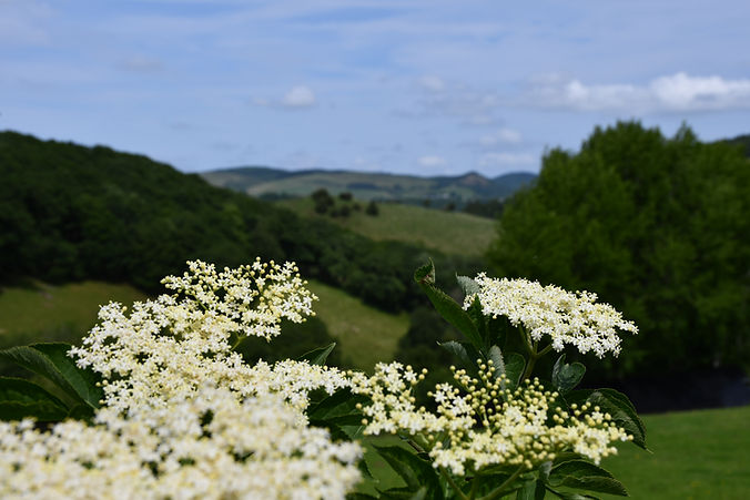 Wild Elderflowers in Wales