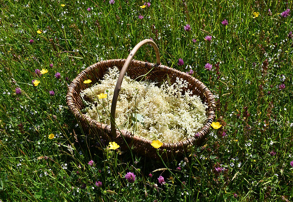 Gathering Elderflowers in Wildflower Meadow