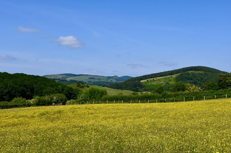 Wildflower meadow in Wales Brecon Beacons