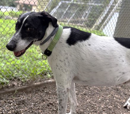 Babbles was originally adopted from us back in 2017. He is a 10-year-old collie mix that is said to get along with other dogs and kids, but not cats. 
When originally adopted, he bonded closely with the father in the family. While the father has recently passed, Babbles has become somewhat lost and destructive when alone. It was decided that it would be best for Babbles to be rehomed, so he was surrendered back to us today. Babbles is a little confused as to how he has found his way back here, and I'm sure would love to find his way into a comfy new house with a family to spend his senior years. 
If you have a heart for the senior dog, please consider Babbles. We hate to see him here any longer than he needs to be. 💔
