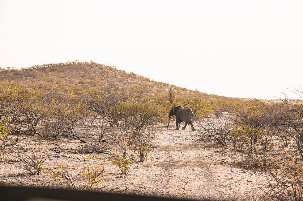 Woestijnolifant Damaraland