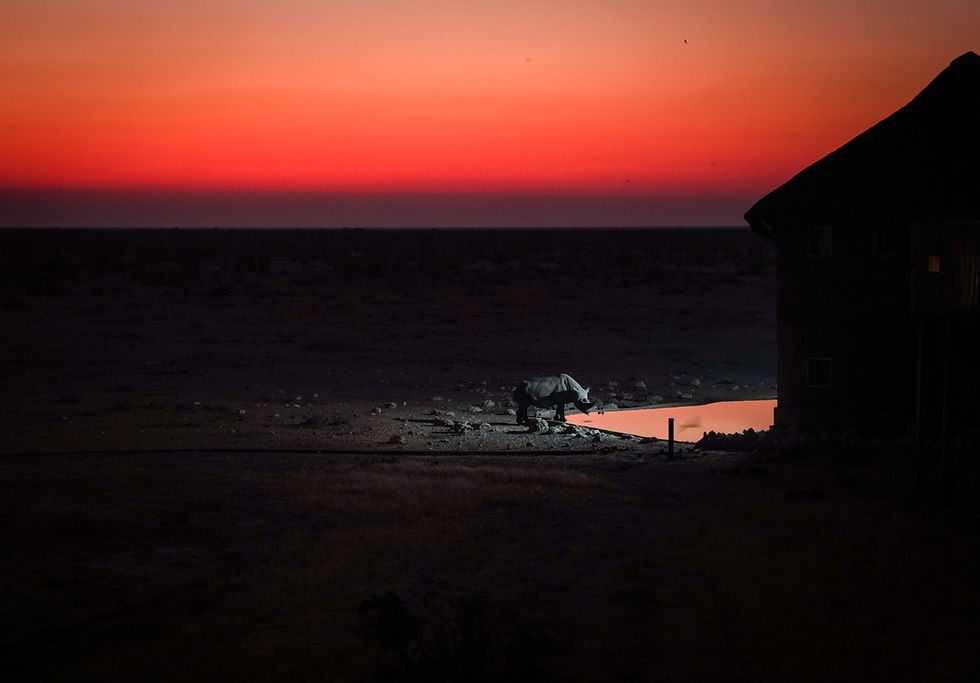 Neushoorn bij een drinkplaats in Etosha National Park