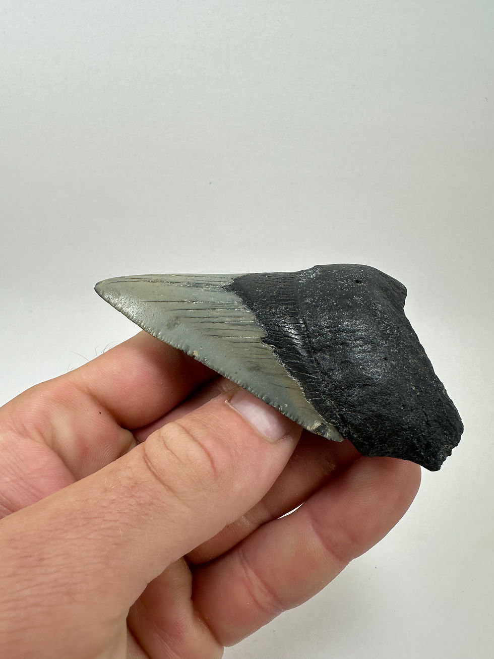 Thumbnail: 3.83" Fossil Megalodon Shark Tooth