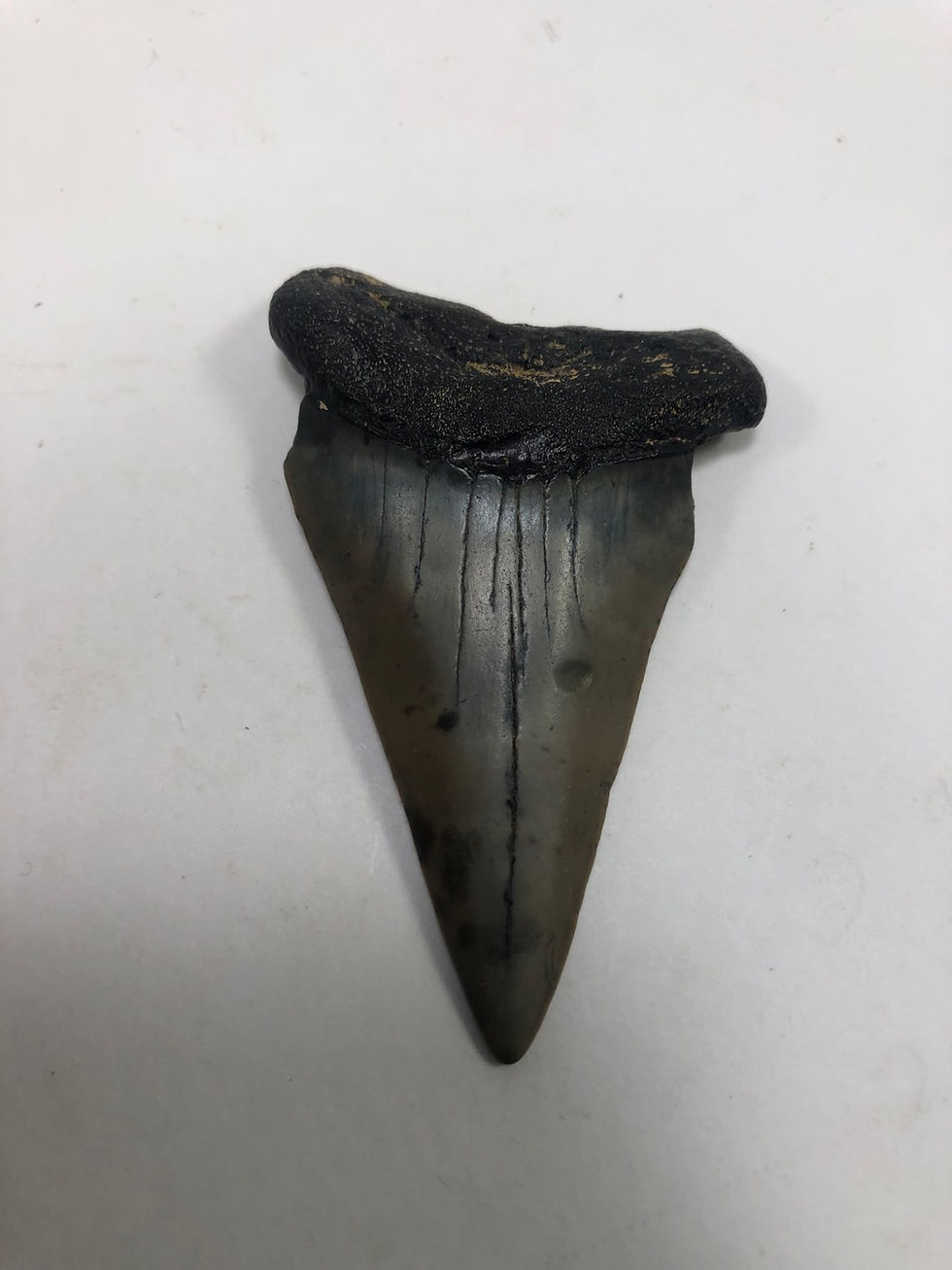 Thumbnail: 2.74” Fossil Mako Shark Tooth 