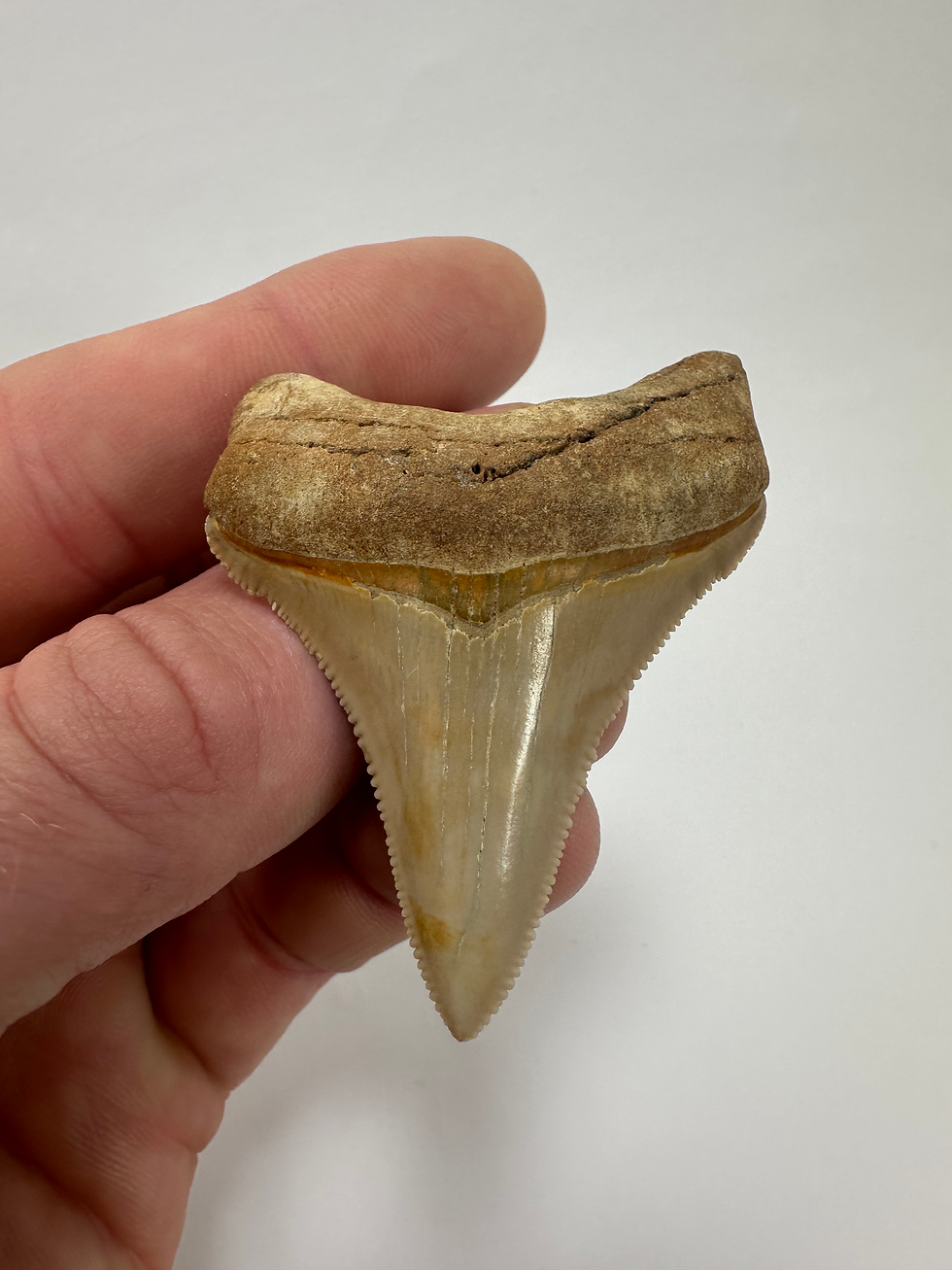 Thumbnail: 2.49" Serrated Sharp Fossil Megalodon Shark Tooth