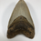 Thumbnail: 4.91" Fossil Megalodon Shark Tooth
