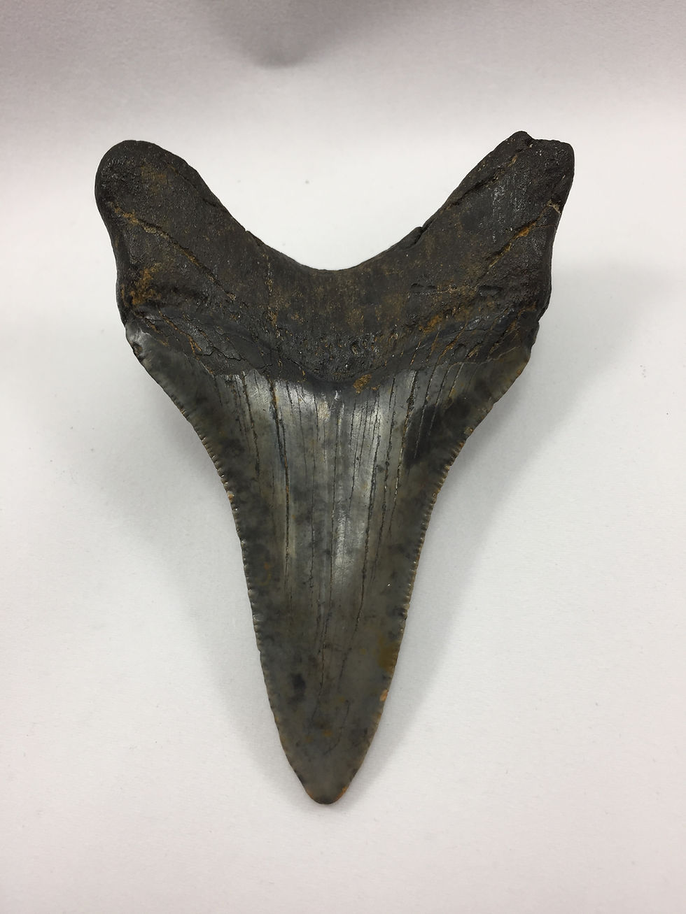Thumbnail: 3.65" Fossil Megalodon Shark Tooth 