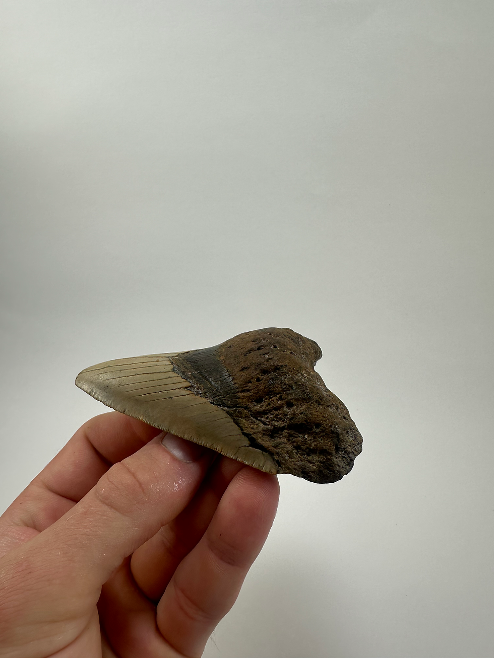 Thumbnail: 4.04" Curved Lower Fossil Megalodon Shark Tooth