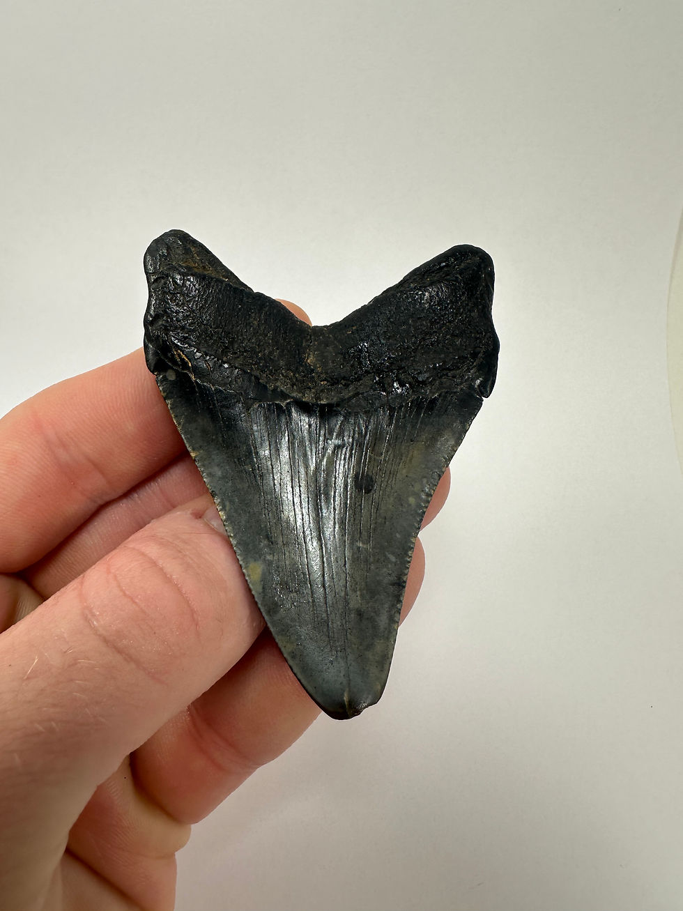 Thumbnail: 3.14” Jet Black Fossil Megalodon Shark Tooth 