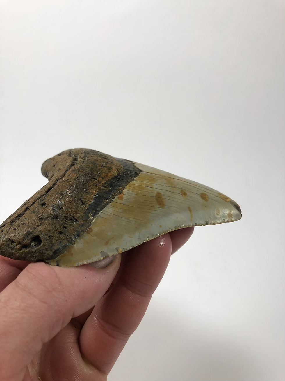 Thumbnail: 4.33” Fossil Megalodon Shark Tooth