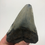 Thumbnail: 4.57" Fossil Megalodon Shark Tooth