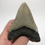 Thumbnail: 3.59" Fossil Megalodon Shark Tooth