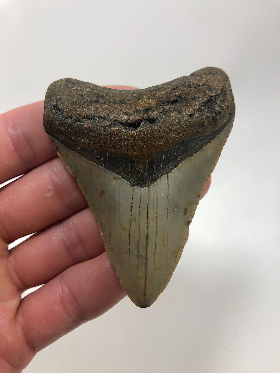 Thumbnail: 3.42” Sharp Fossil Megalodon Shark Tooth 
