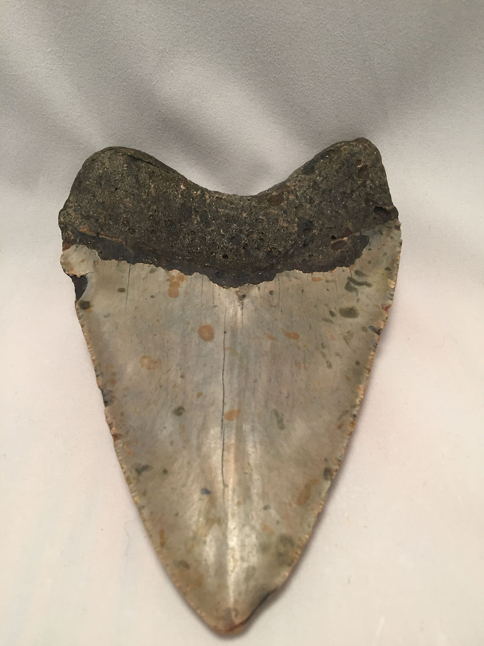 Thumbnail: 5.66" Fossil Megalodon Shark Tooth