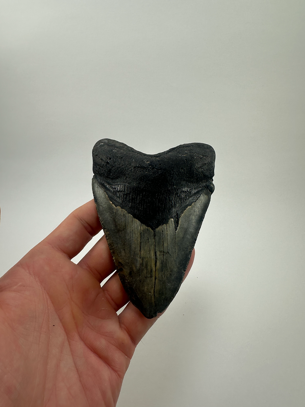 Thumbnail: 4.94" Fossil Megalodon Shark Tooth