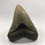 Thumbnail: 3.35” Fossil Megalodon Shark Tooth 
