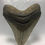 Thumbnail: 5.43" Fossil Megalodon Shark Tooth