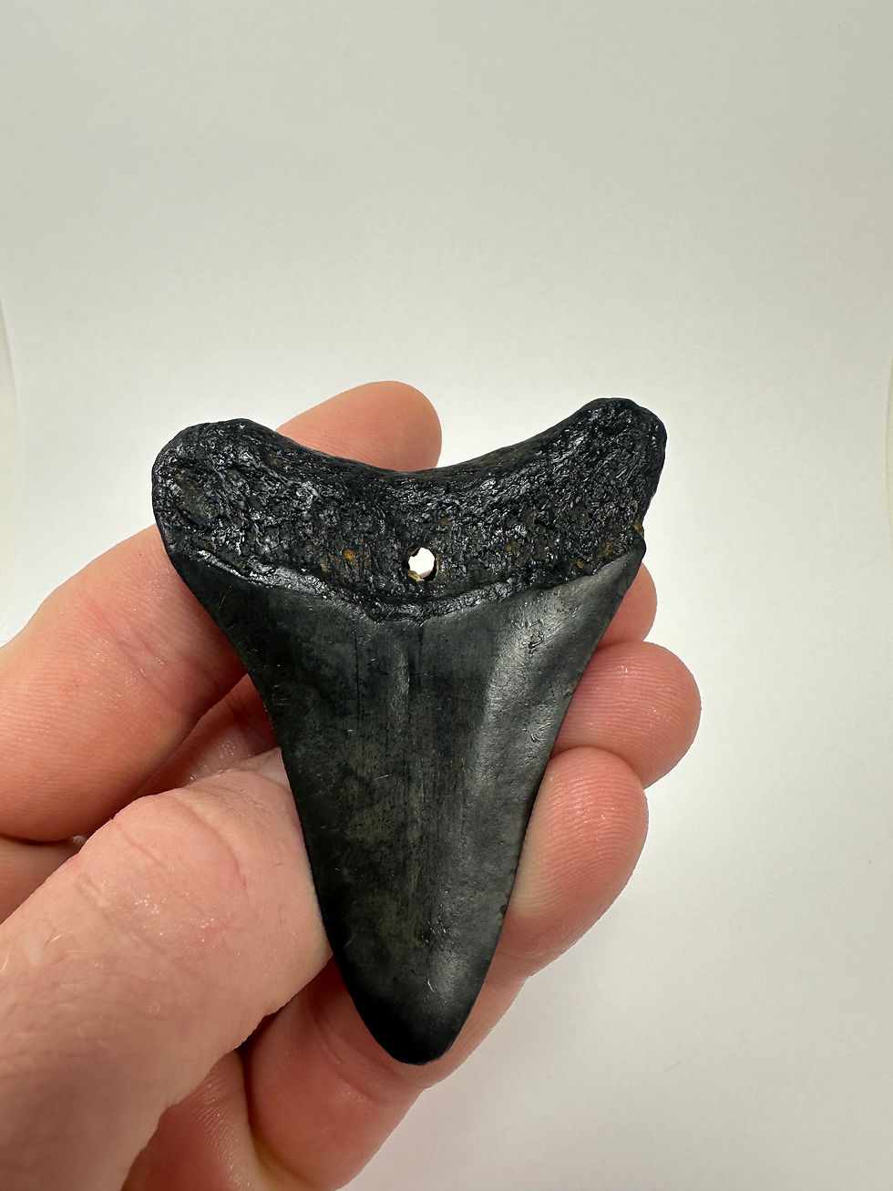 Thumbnail: 2.94” Holy Fossil Megalodon Shark Tooth