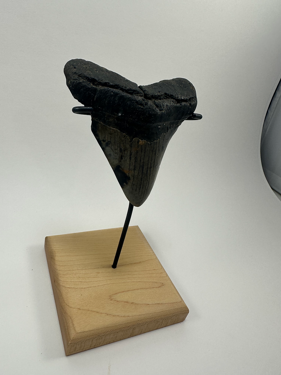 Thumbnail: 3.71" Fossil Megalodon Shark Tooth