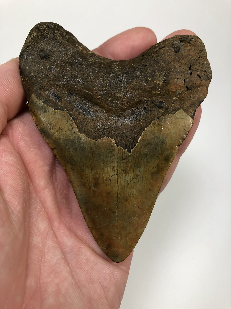 Thumbnail: 4.52" Calico Fossil Megalodon Shark Tooth