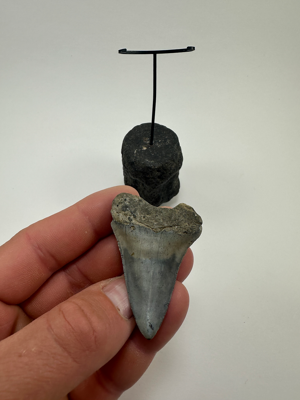 Thumbnail: 2.31" Fossil Mako Shark Tooth Inverted On Fossil Whale Vertebrate