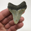 Thumbnail: 2.62” Fossil Megalodon Shark Tooth