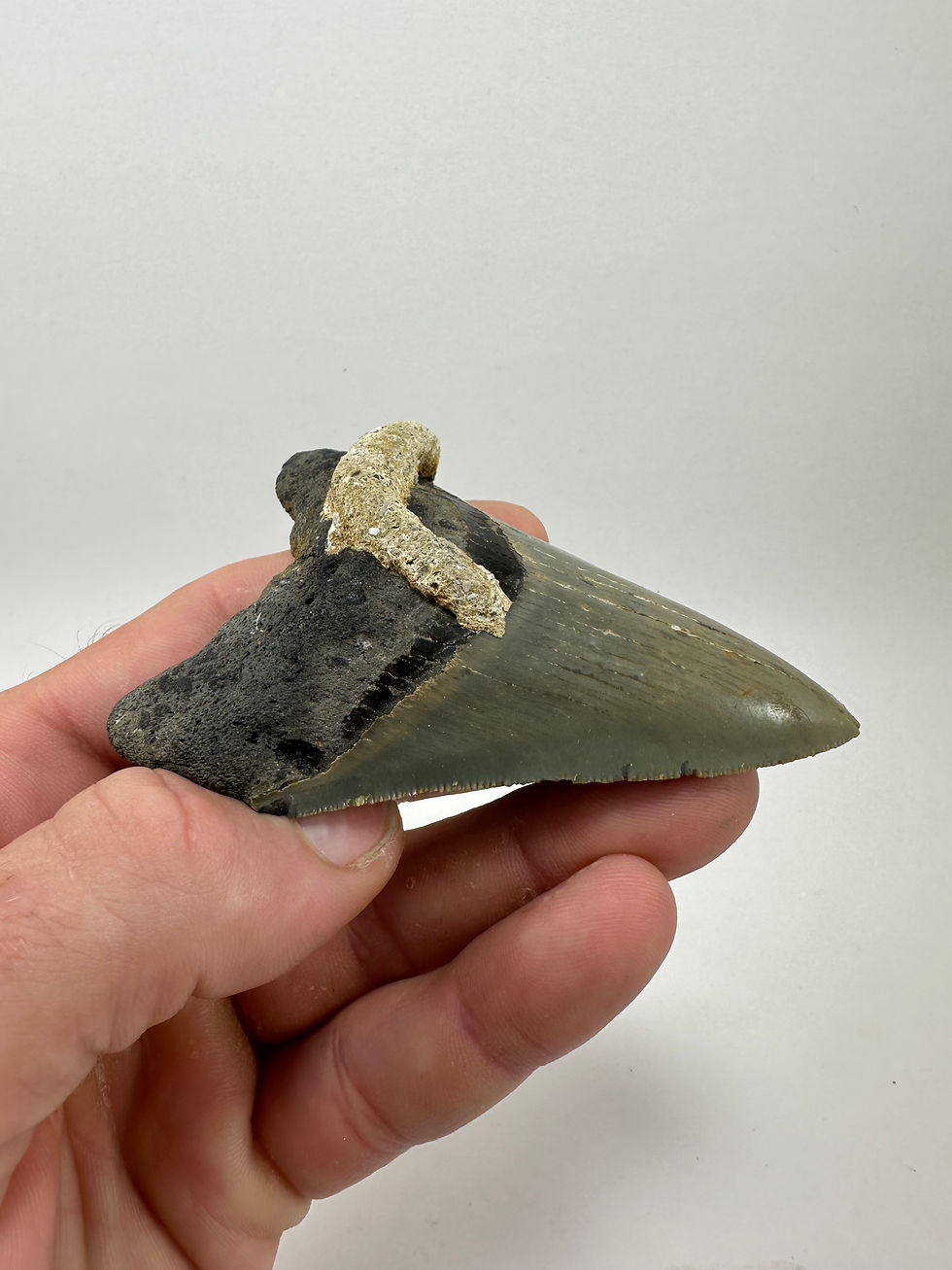 Thumbnail: 3.64" Serrated Matrix Fossil Megalodon Shark Tooth