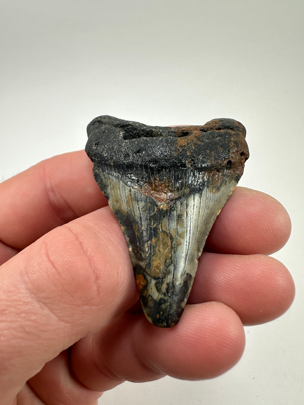 Thumbnail: 2.31" Colorful Fossil Megalodon Shark Tooth