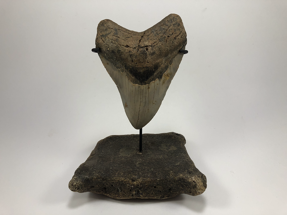 5.41" Sharp Fossil Megalodon Shark Tooth **Inverted on Whale Bone