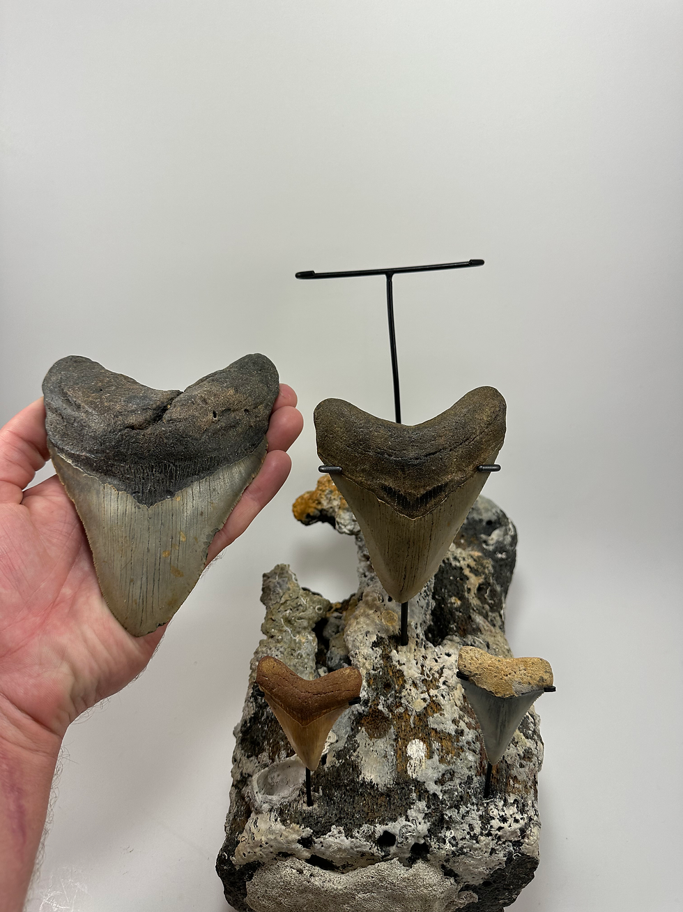 Thumbnail: 5.98" Ultimate Combination Megalodon in Fossil Whale Vertebrate
