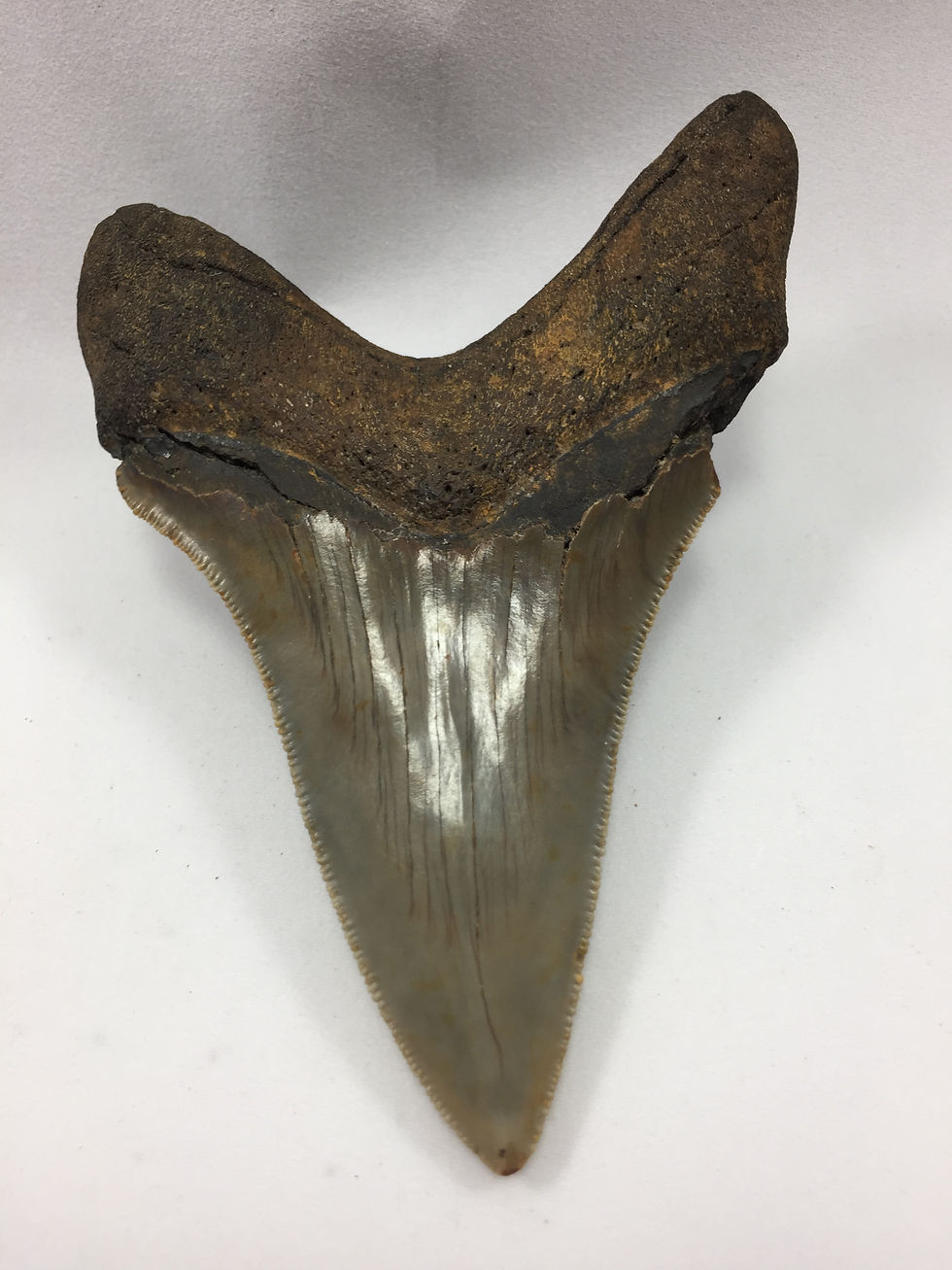 Thumbnail: 4.04" Museum Quality Fossil Megalodon Shark Tooth 