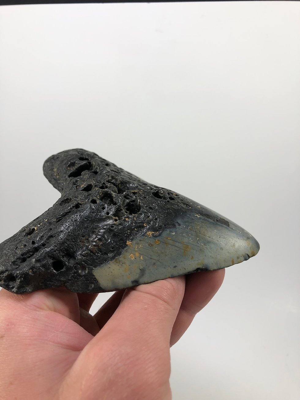 Thumbnail: 4.99” Imprinted Fossil Megalodon shark Tooth 