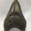 Thumbnail: 4.47" Fossil Megalodon Shark Tooth 