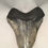 Thumbnail: 5.73" Fossil Megalodon Shark Tooth