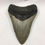 Thumbnail: 4.36" Fossil Megalodon Shark Tooth 
