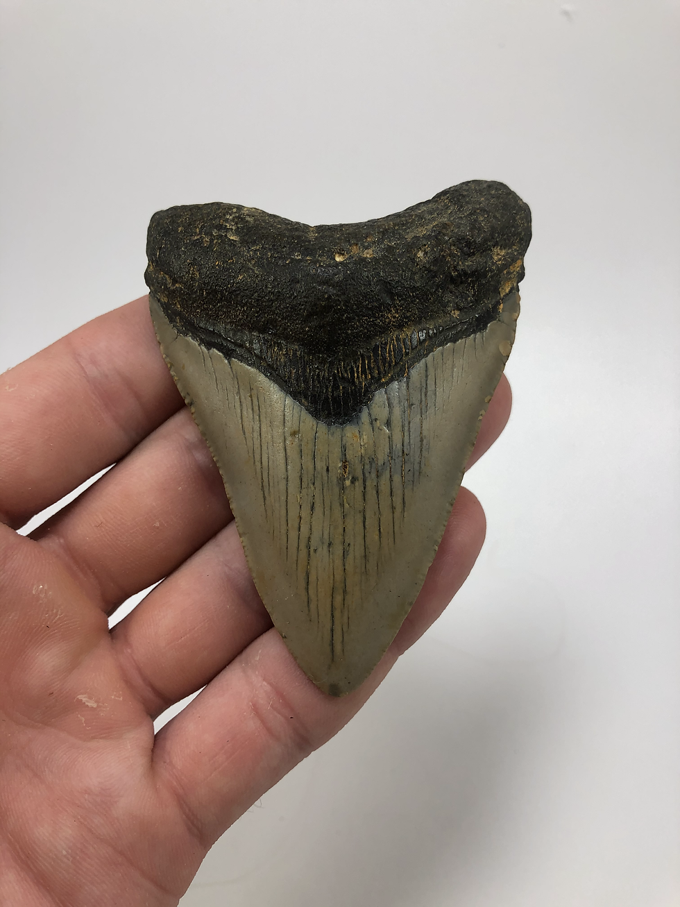 Thumbnail: 3.59" Fossil Megalodon Shark Tooth