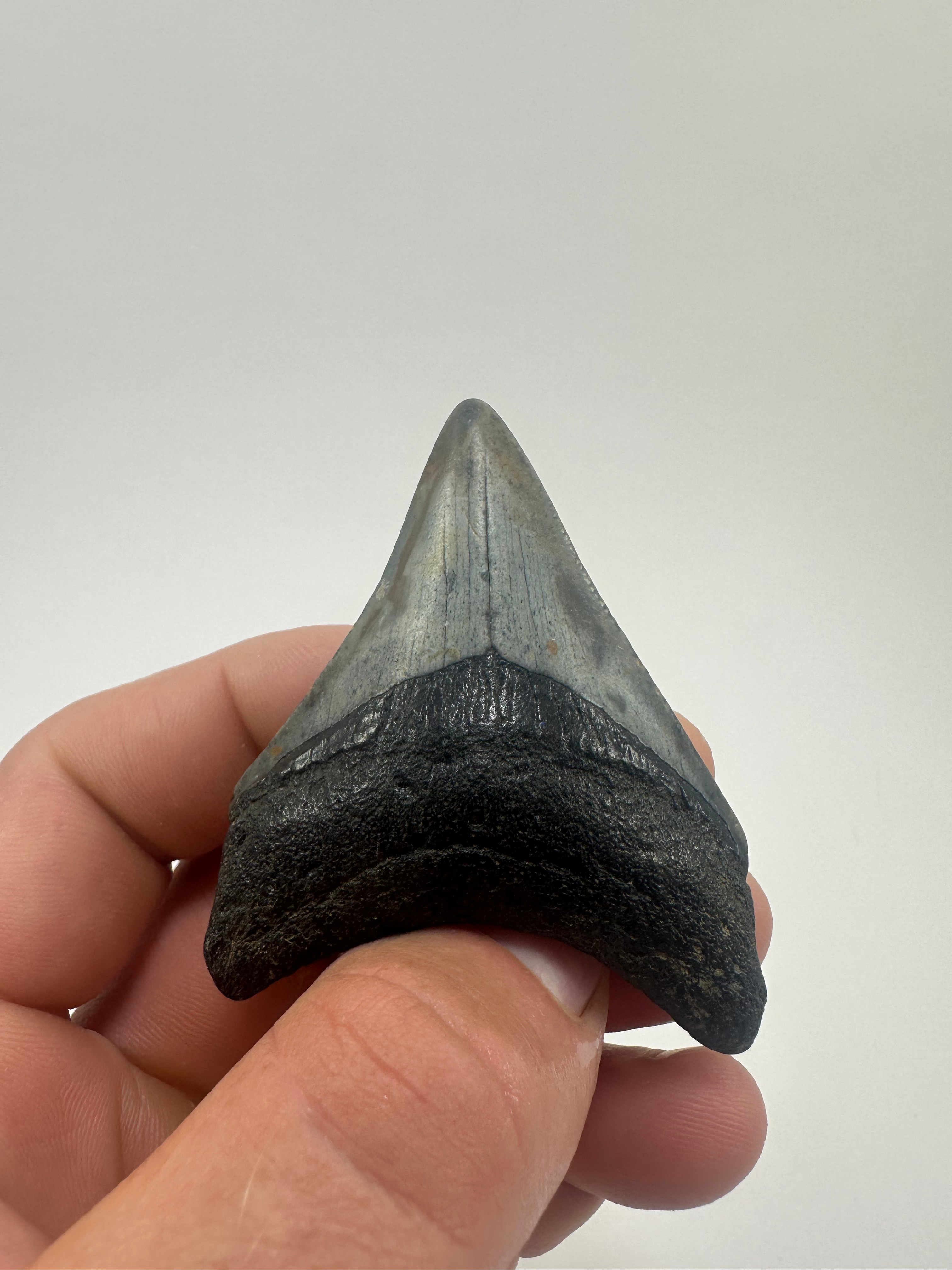 2.75" Fossil Megalodon Shark Tooth
