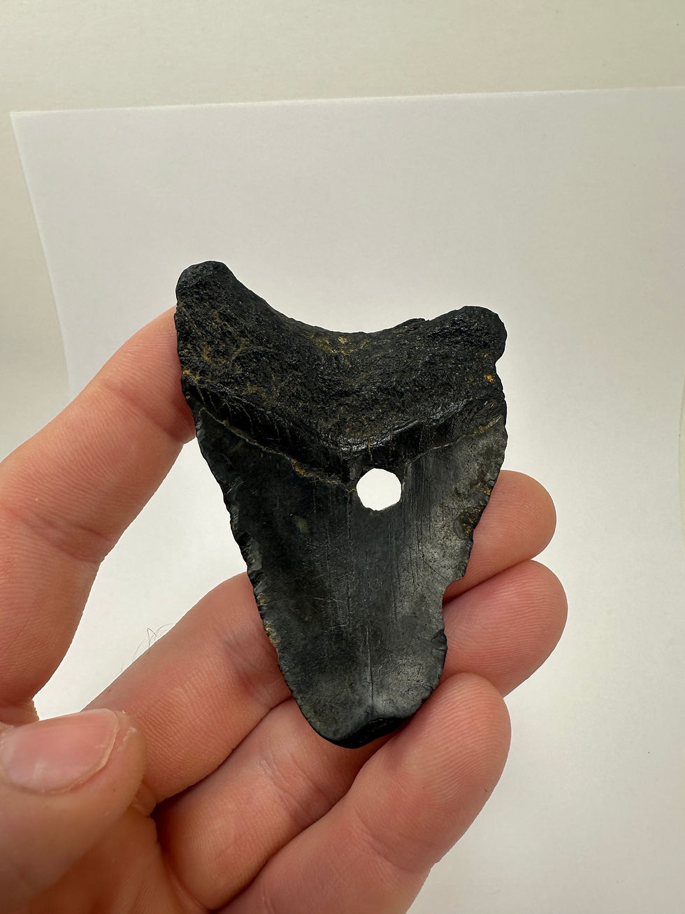 Thumbnail: 3.09” Holy Fossil Megalodon Shark Tooth