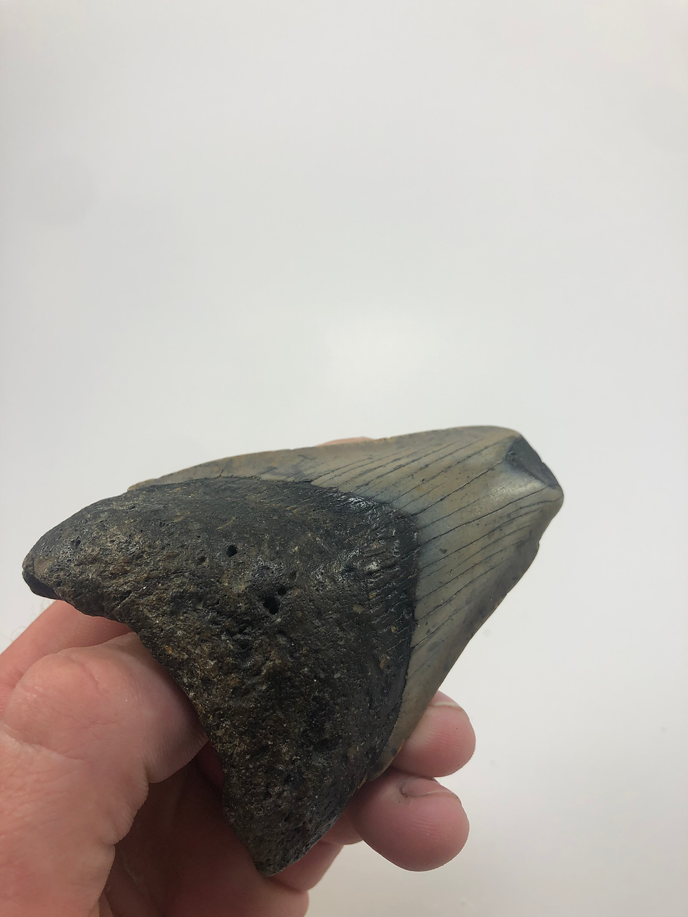 Thumbnail: 3.81" Fossil Megalodon Shark Tooth