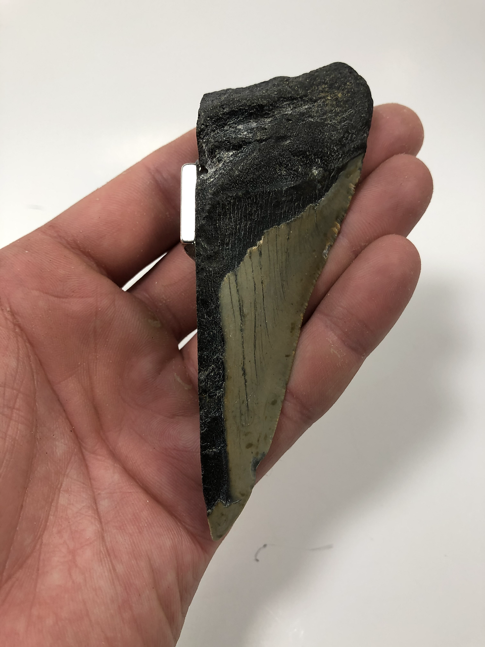Thumbnail: Fossil Megalodon Shark Tooth Split Refrigerator Magnet Ocean Teeth