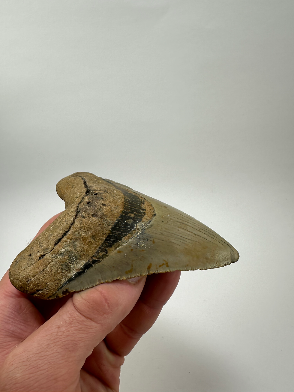 Thumbnail: 4.56" Fossil Megalodon Shark Tooth